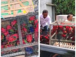 50 Satwa Dilindungi Jenis Burung Kasturi Ternate Diamankan Petugas Gabungan Saat Hendak Diselundupkan di Pelabuhan Manado