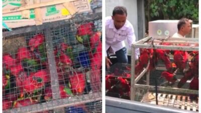 50 satwa dilindungi jenis burung Kasturi Ternate yang berhasil diamankan Tim gabungan pelabuhan manado saat coba diselundupkan dari tobelo Ternate di pelabuhan manado, Rabu (15/10)