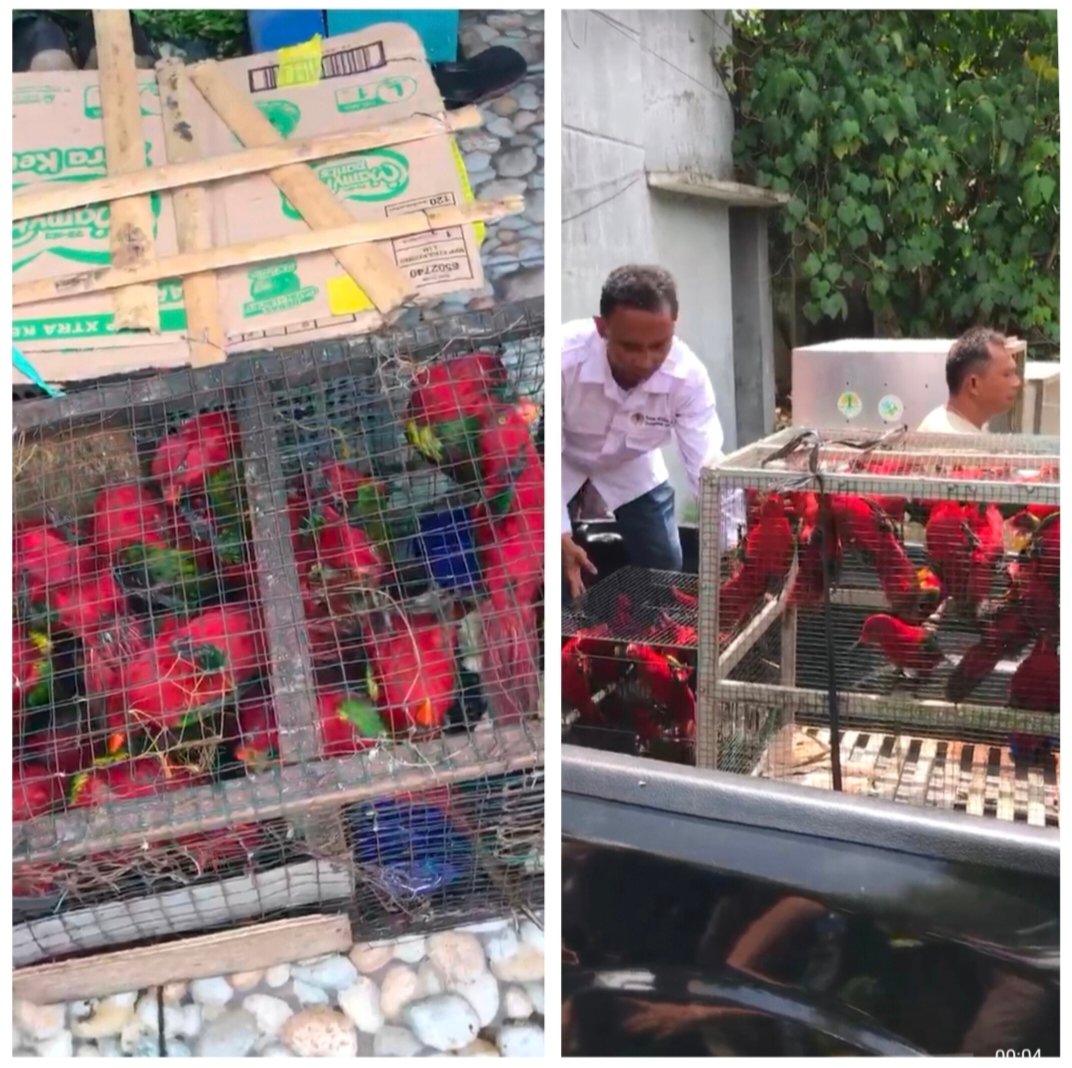 50 satwa dilindungi jenis burung Kasturi Ternate yang berhasil diamankan Tim gabungan pelabuhan manado saat coba diselundupkan dari tobelo Ternate di pelabuhan manado, Rabu (15/10)